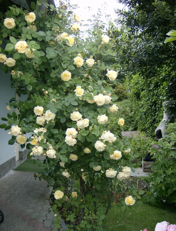 Il Giardino Delle Farfalle Valgioie Exteriör bild
